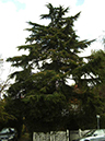 38-Fir-2