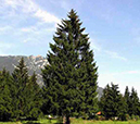 51-NorwaySpruce_Picea Abies