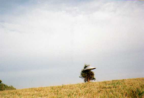 10-Tree_5_print