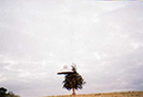 12-Tree_4_print