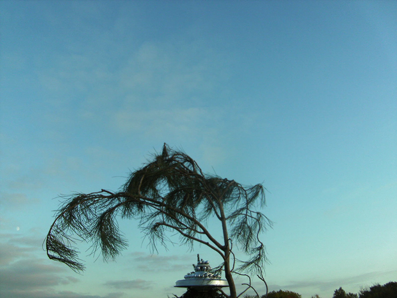 41-Tree_Top_Centre_183KB